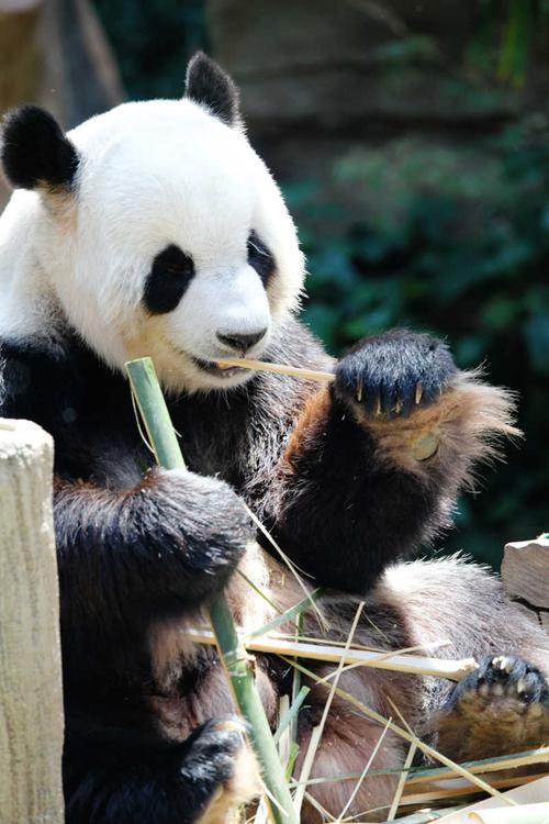 懒洋洋的成年大熊猫正在吃竹子