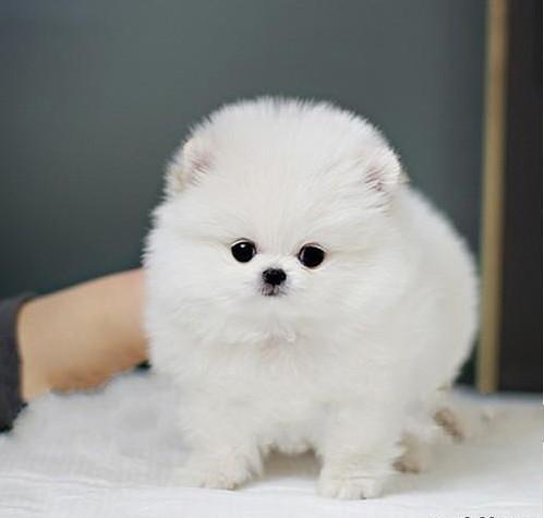 出售活泼可爱纯白色家养球型博美幼犬,好看好玩包健康