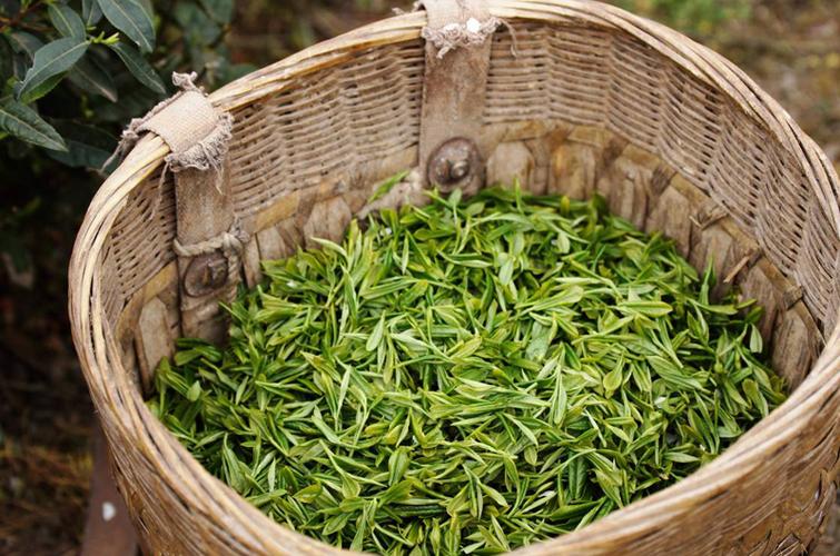 什么是茶叶发酵?