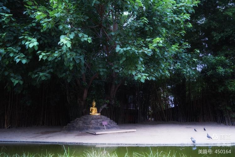 菩提树下的佛祖像