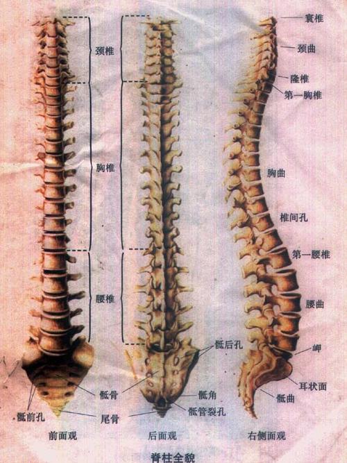 脊柱相关病的疾病概述