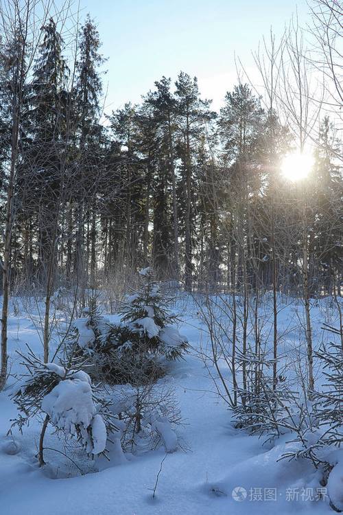 冬季森林覆盖着雪照片-正版商用图片103f7d-摄图新视界