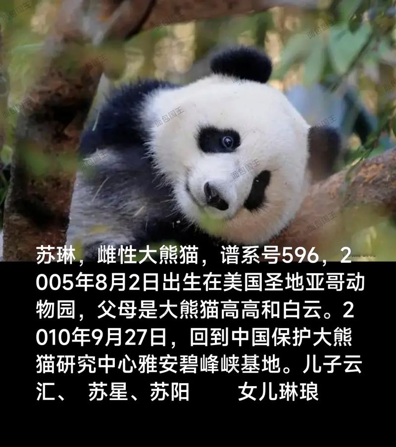 大熊猫高高的大女儿苏琳"野培退货"大熊猫苏琳带崽野培的时候, - 抖音