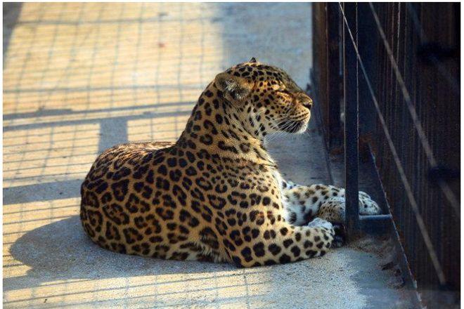 杭州动物园瞒报金钱豹外逃人命安全在门票收入面前不值一提