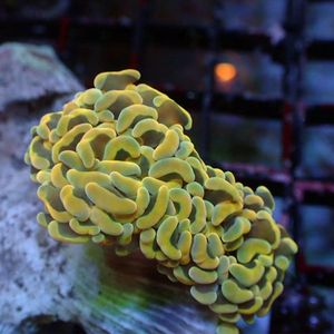 澳洲精品金榔头海水活体珊瑚金猪腰海葵海水鱼缸活体观赏物 包损