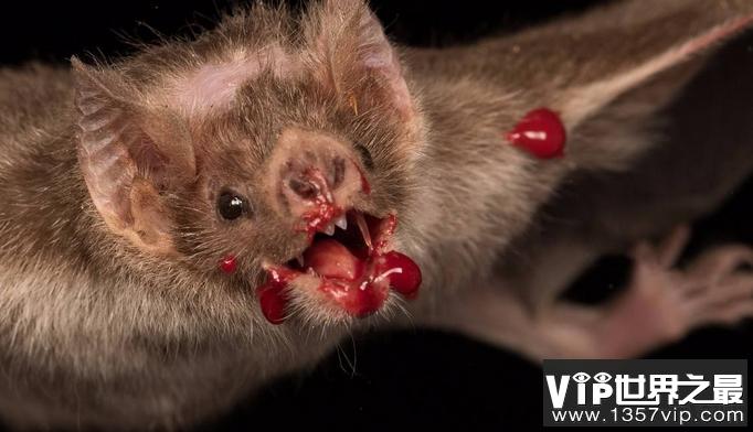 十大恐怖动物第二名:吸血蝙蝠吸血蝙蝠一般吸食家畜的新鲜血液,有时也