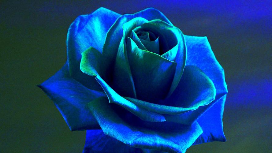 蓝玫瑰,蓝色妖姬,花语,美丽,自然,花卉,鲜花蓝色妖姬花语 壁纸图片