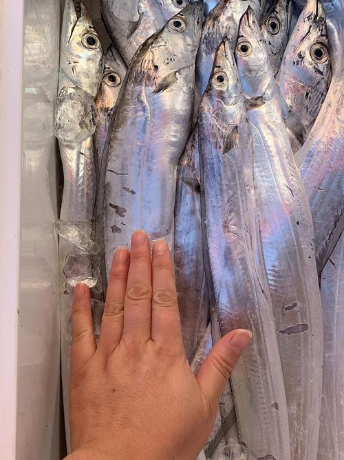 现货海钓刀鱼 :大刀鱼2-3 条 1800/ kg,小刀