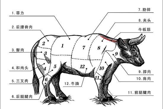牛的生理结构与牛的生理解剖图搜狐