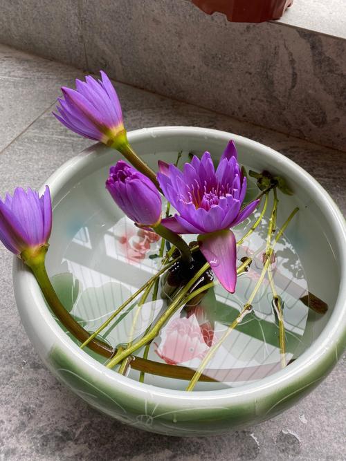 和中式家具简直绝配了今天分享一个睡莲的插花作品睡莲养好开花之后