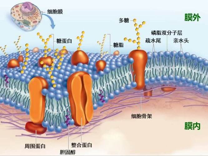 简述烧伤后发生的细胞膜功能障碍和膜结构异常