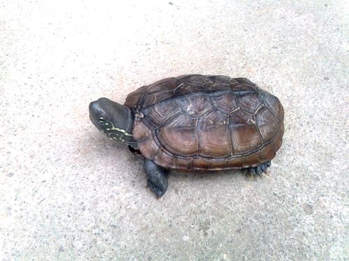 中华草龟,俗称乌龟,金线龟,墨龟,是我国传统的本地龟.