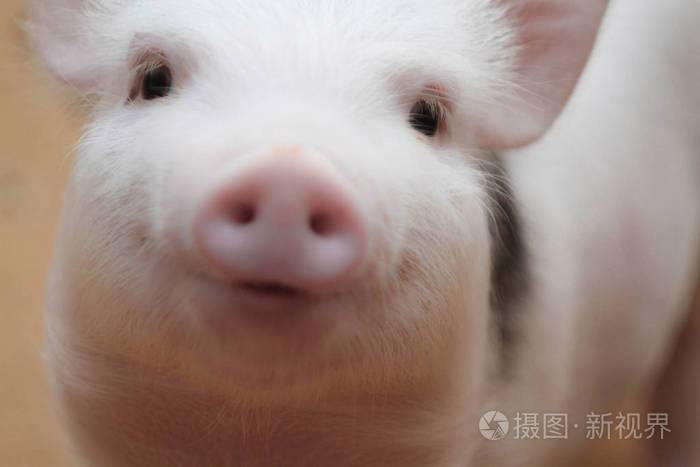 小猪特写.一只可爱的猪的肖像.小猪在微笑
