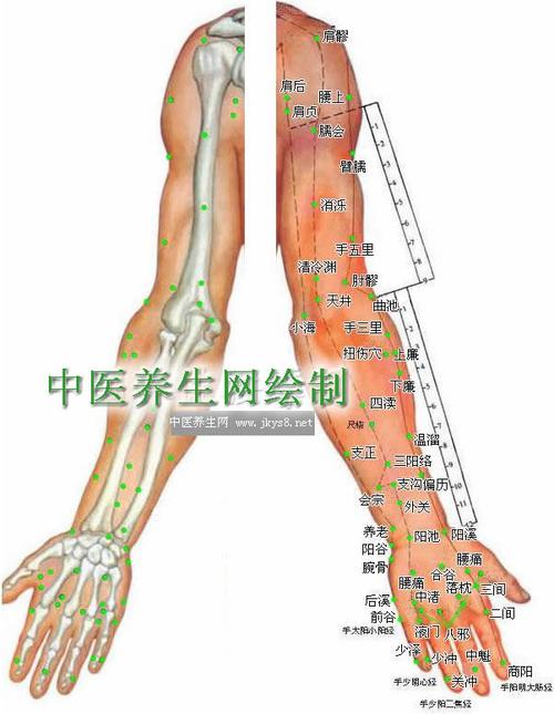 上肢外侧穴位图人体穴位图大全按身体部位查询图文