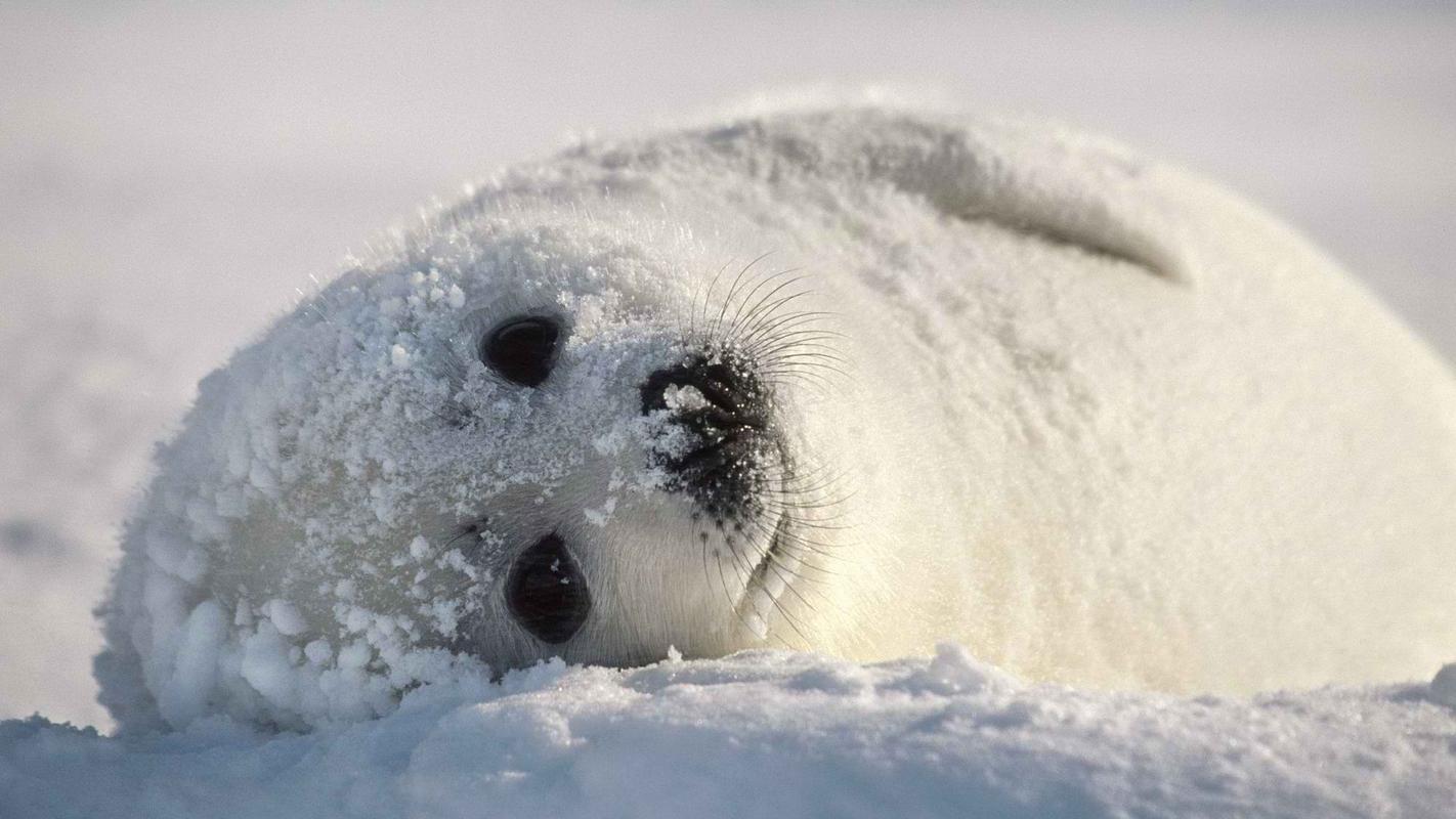 冬季大雪中的可爱小海豹高清图片雪中动物桌面壁纸下载
