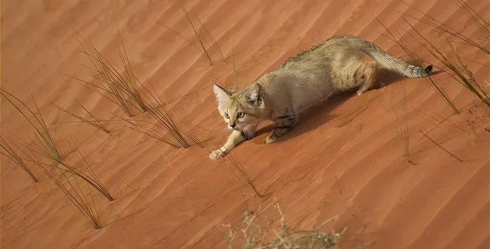 脸比较方型的沙漠猫
