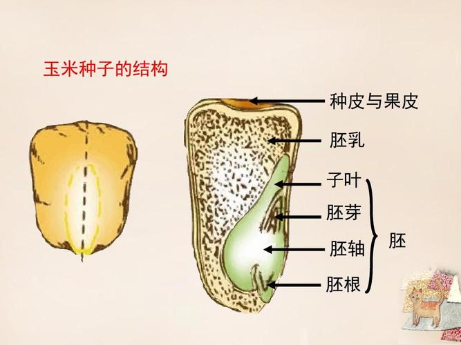 玉米种子的结构 种皮与果皮 胚乳 子叶 胚芽 胚轴 胚根 胚