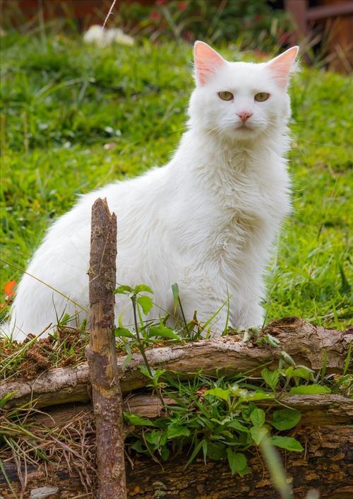 养猫就养中华田园大白猫,很仙很美,你喜欢吗?