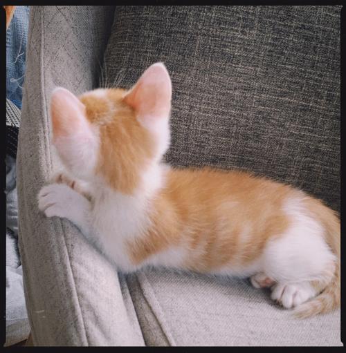 四个月的小橘猫长什么样子