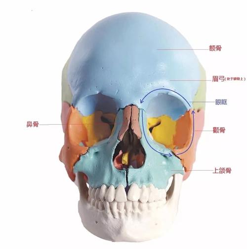 从下面这张颅骨图可以看出,眉弓处于在额骨下沿也是眼眶最突起的位置