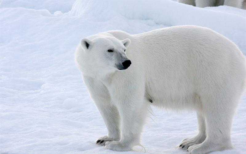 北极熊,雪,冬天,白色 桌布 - 1680x1050
