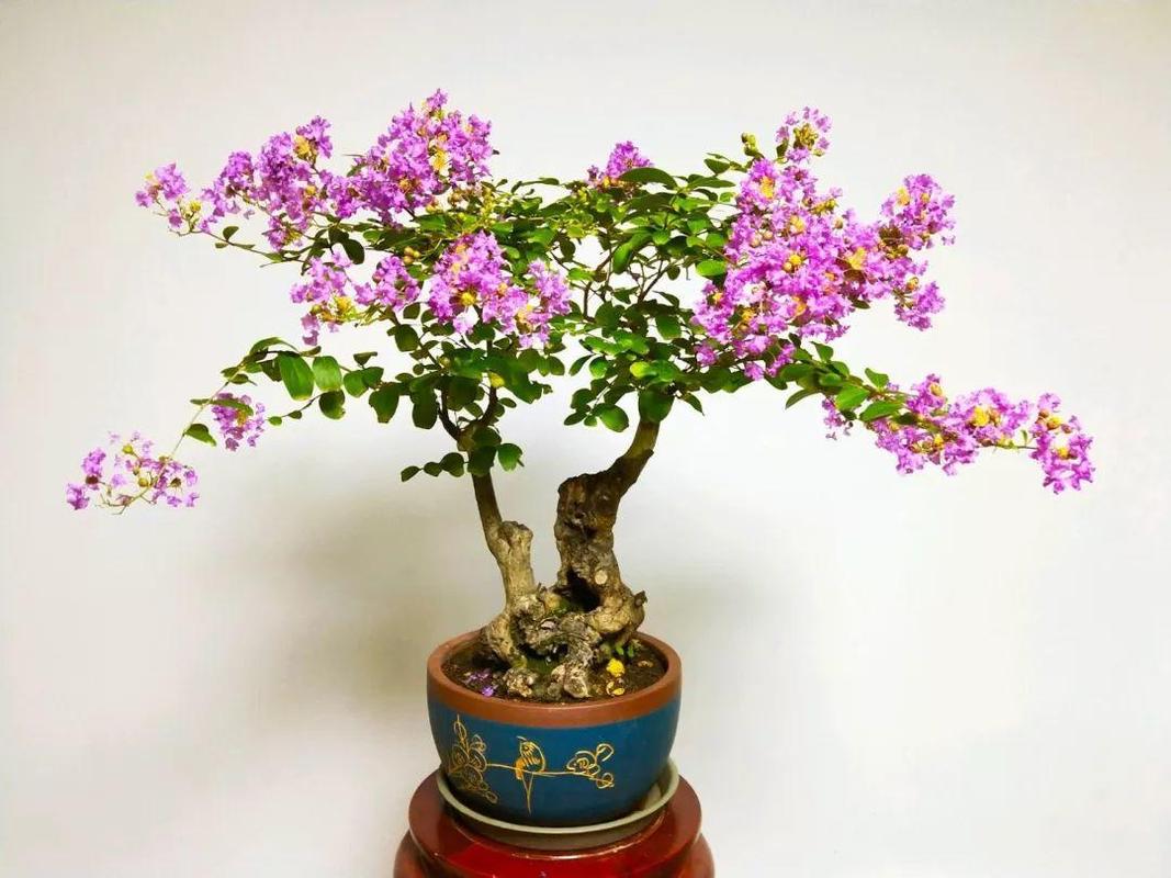 无独有偶,花友"初学者"也养了一盆漂亮的紫薇盆景,且体态造型更有韵味