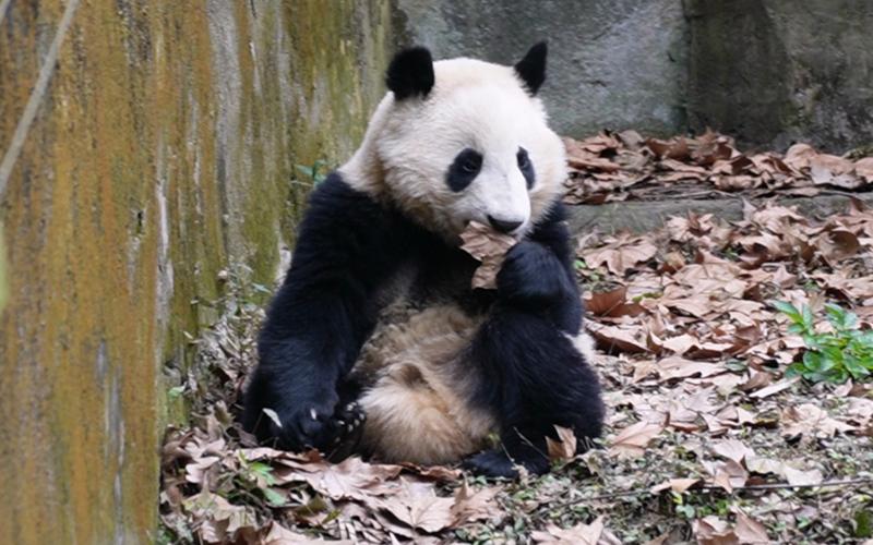 【大熊猫和叶】小叶子啃叶子咯
