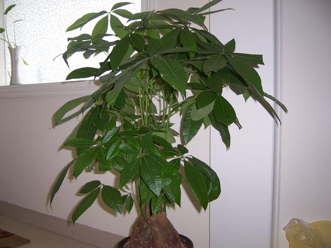 发财树这可以说是最适合摆放在家中的旺财植物之一.