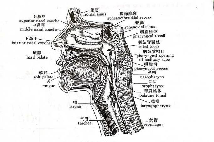 连续,粘膜下结构分界清楚,两侧壁的咽鼓管咽口,咽鼓管圆枕及咽隐窝