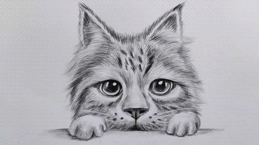 简单易学的素描动物短毛猫画法