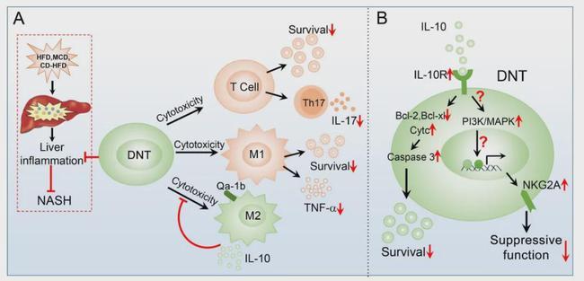 图1. 双阴性t细胞选择性抑制m1型巨噬细胞进而延缓nash的机制示意图