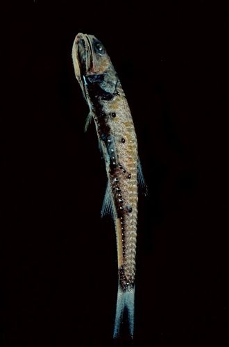 灯笼鱼目·灯笼鱼科:灯笼鱼