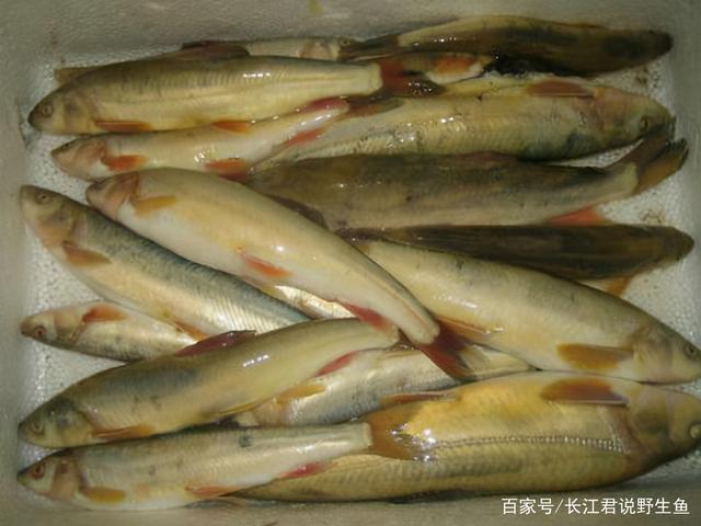 青海湖湟鱼繁殖季到来,水面都是鱼,网友:好想去钓鱼