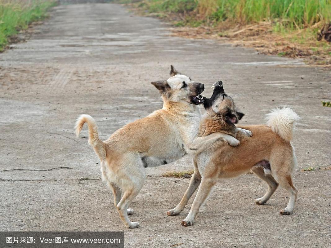 两只狗打架的动作场景