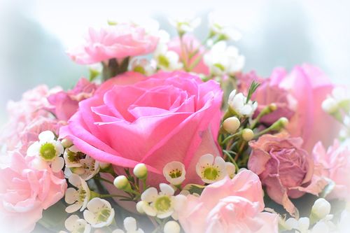 玫瑰,粉红色,花卉壁纸,照片,下载