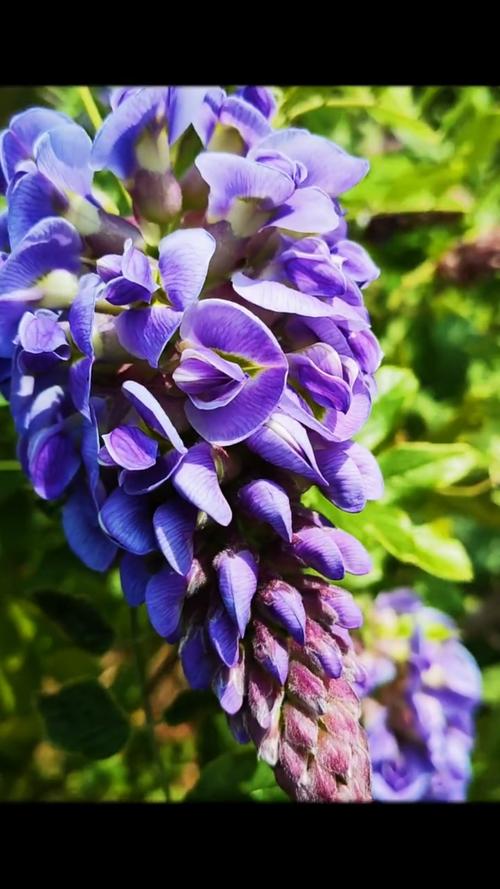 紫水晶紫藤,开花浓香型,寓意紫气东来,耐寒耐旱,多季开花的紫藤-度小