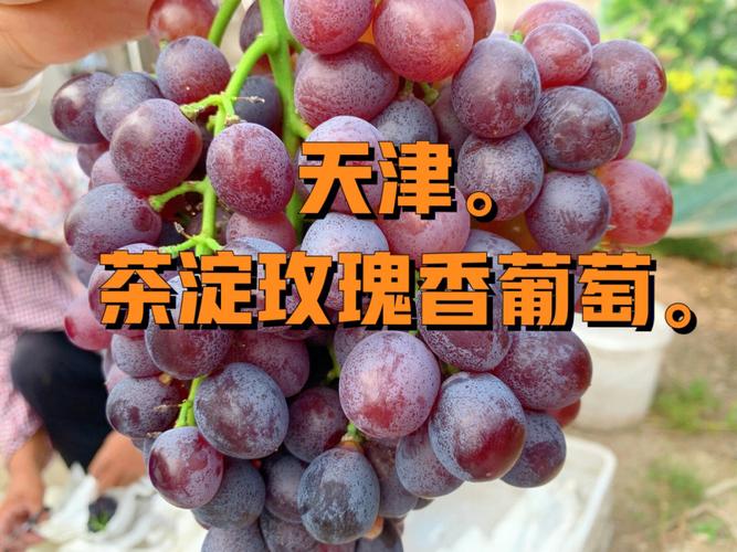 99分享在天津的都知道,正宗的茶淀玫瑰香葡萄在汉沽,现在是吃葡萄的