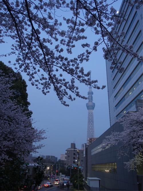 樱花为夜色下的东京树添了几分优美