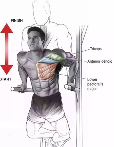 动作5:胸肌双杠臂屈伸