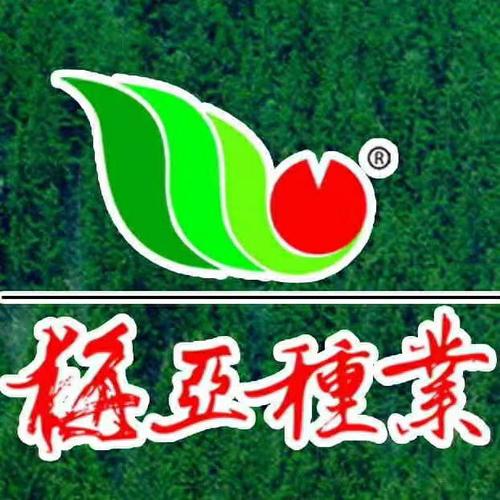 名山农发农资总代理:梅亚8066高产玉米品种.