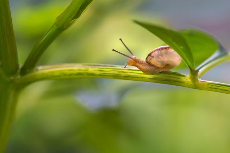 蜗牛---谜一样的小生物