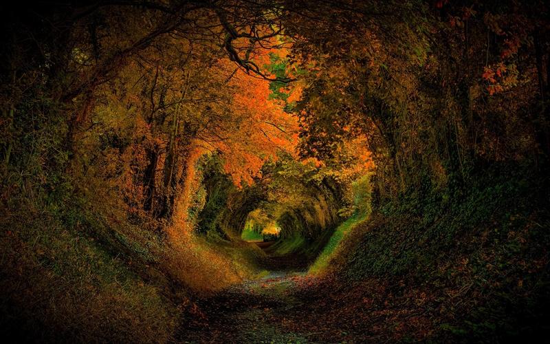 树木,洞穴,自然,森林,道路,秋天,色彩,树叶壁纸1280x800分辨率查看