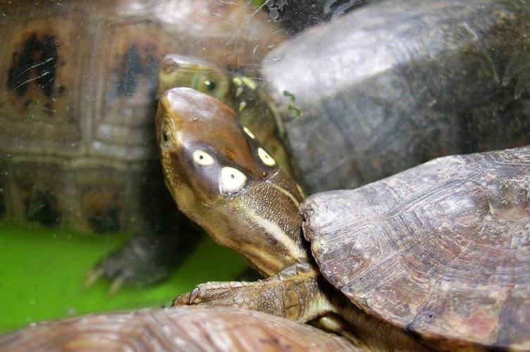 眼斑龟属:大自然赋予的神奇眼睛,美丽而特别_物种_海南_形态学