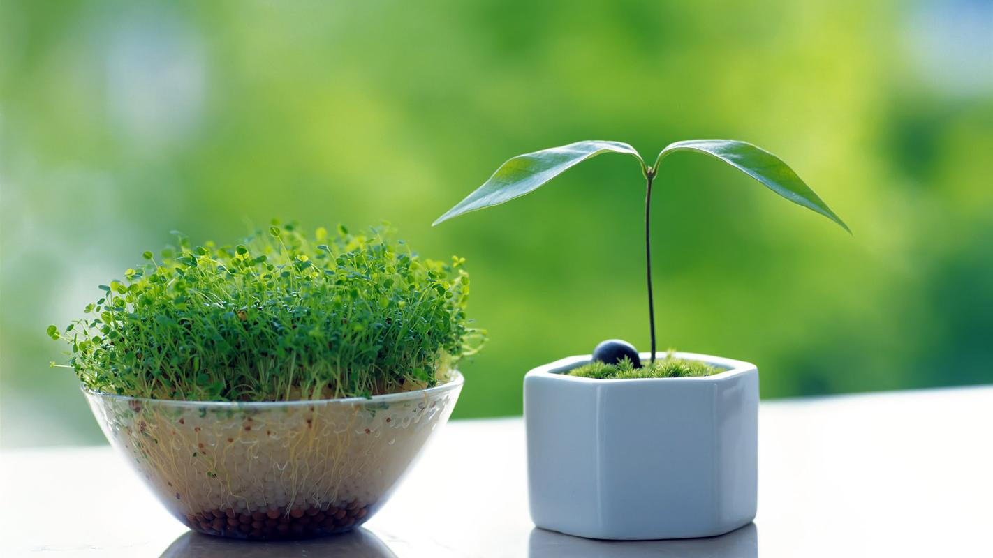 小清新绿色护眼植物高清宽屏壁纸-植物壁纸-手机壁纸下载-美桌网