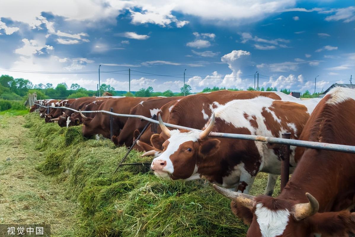 育肥牛饲喂方法,肉牛饲养标准及原料营养成分,肉牛怎么喂上膘快