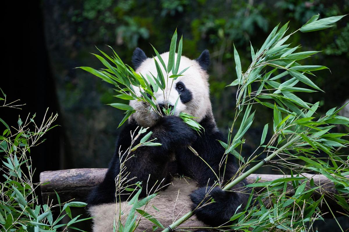 景点简介:重庆动物园位于九龙坡区杨家坪,是重庆市大型综合性公园
