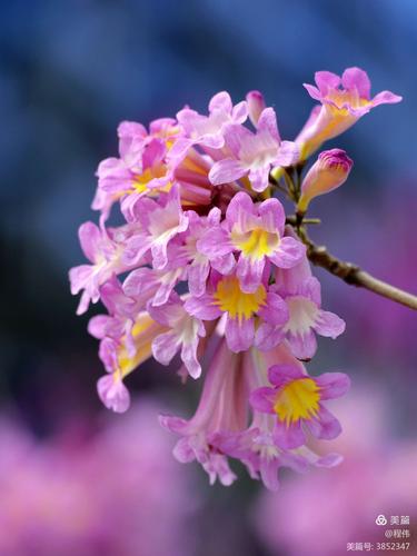 冬季里开花的粉花风铃木!