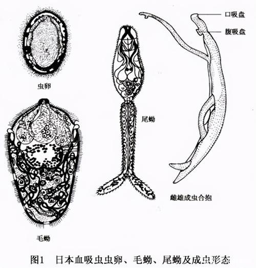 日本血吸虫虫卵,毛蚴,尾蚴及成虫形态