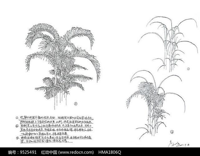 棕榈树手绘解析线稿