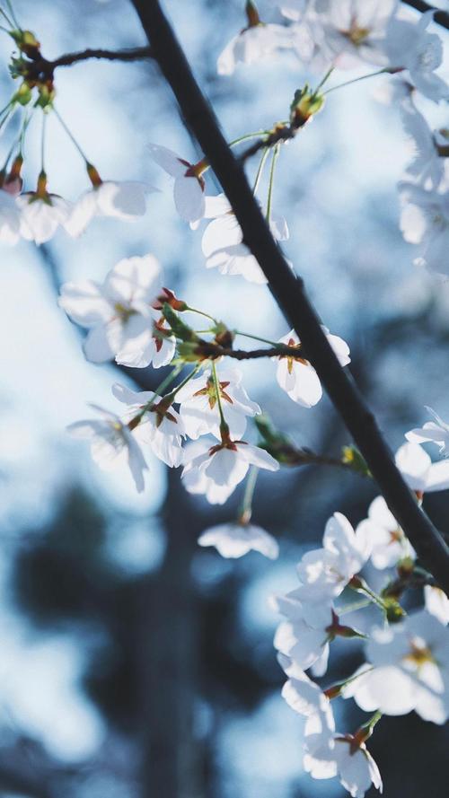 纯白樱花唯美意境摄影,高清图片,手机锁屏桌面-壁纸族